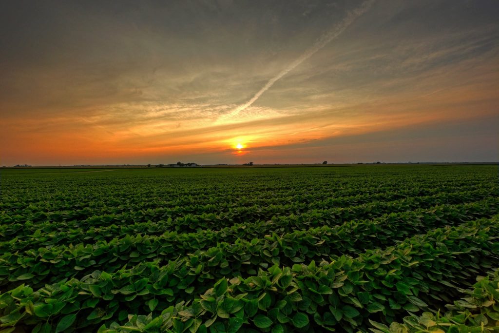 Soybean field at sunset near Carroll, Iowa